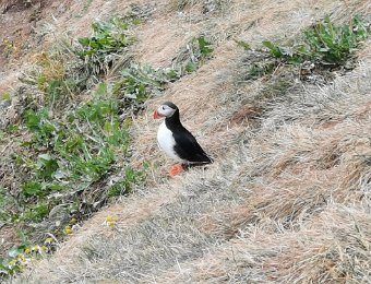 Grimsey