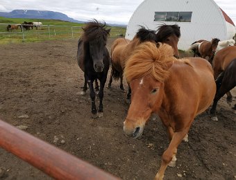 Mývatn