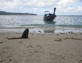 01 - Monkey Beach